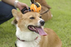 信頼と実績のアサンテによるシロアリ駆除サービス｜即日対応・土日祝日も対応可能