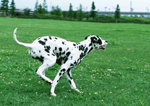 2025年最新版：フレンチブルドッグ子犬の飼育と健康管理完全ガイド